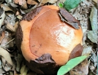 The giant Rafflesia flower The giant Rafflesia flower